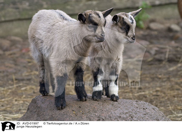 junge Hausziegen / young goats / AVD-01997