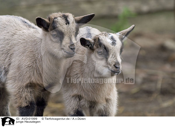 junge Hausziegen / young goats / AVD-01999