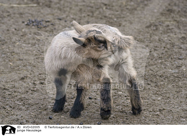 junge Hausziege / young goat / AVD-02005