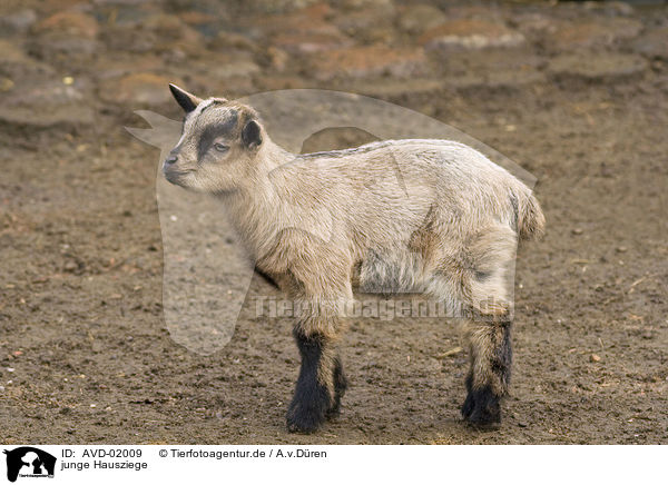 junge Hausziege / young goat / AVD-02009