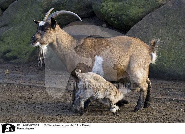 Hausziegen / goats / AVD-02014