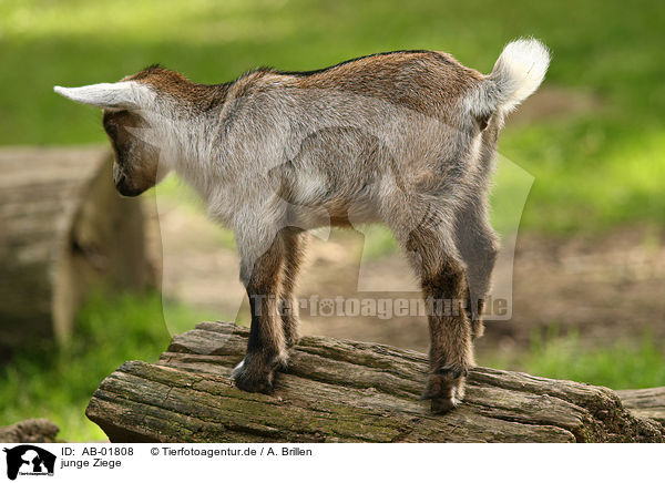 junge Ziege / young goat / AB-01808