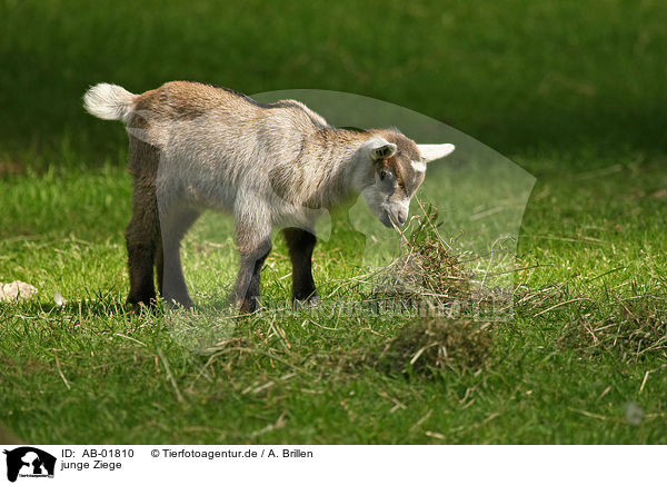 junge Ziege / young goat / AB-01810