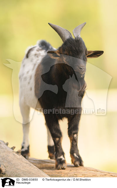 Hausziege / goat / DMS-03850