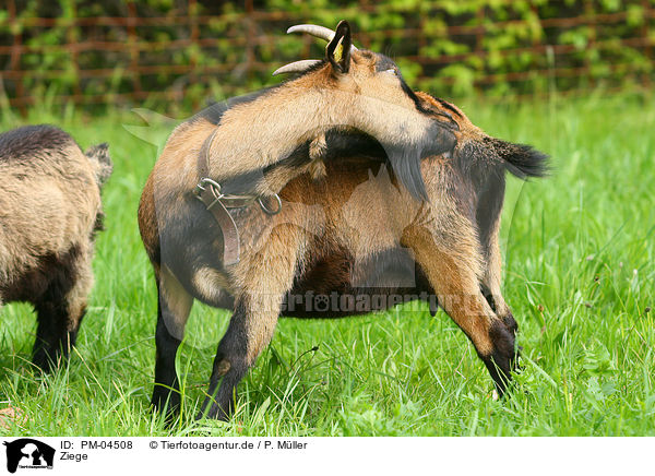 Ziege / goat / PM-04508