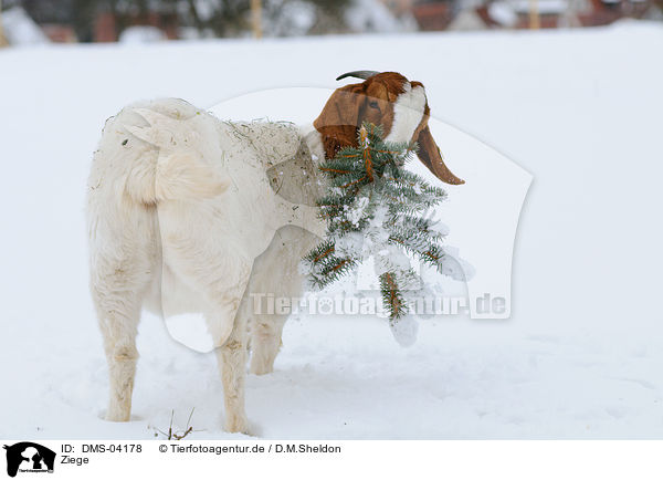 Ziege / goat / DMS-04178