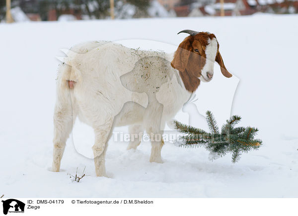Ziege / goat / DMS-04179