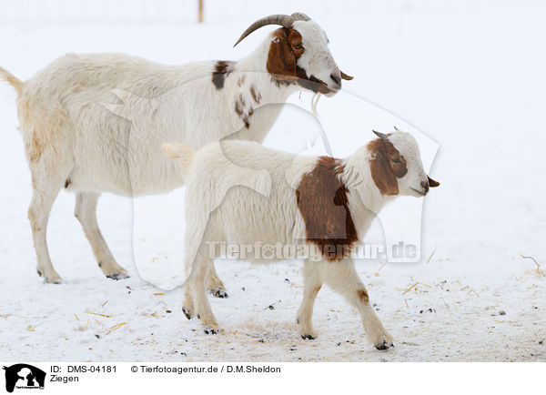 Ziegen / goats / DMS-04181