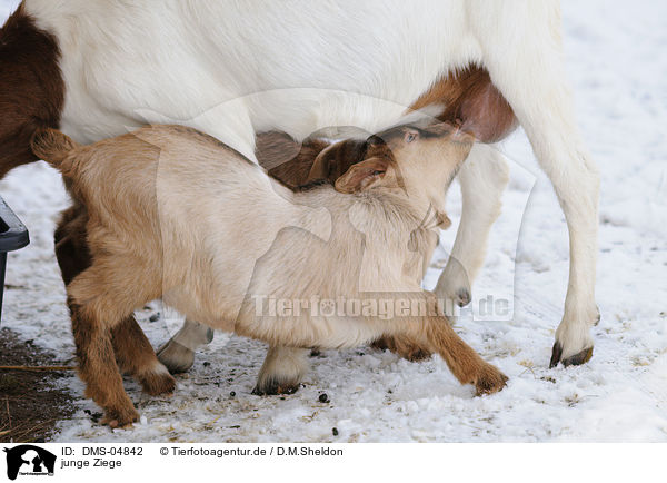 junge Ziege / young goat / DMS-04842