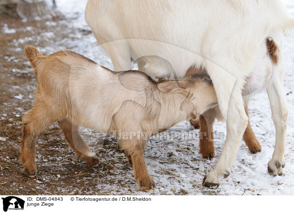 junge Ziege / young goat / DMS-04843