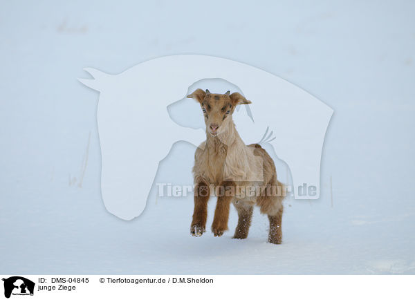 junge Ziege / young goat / DMS-04845