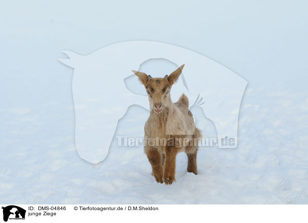 junge Ziege / young goat / DMS-04846