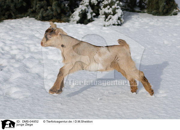 junge Ziege / young goat / DMS-04852