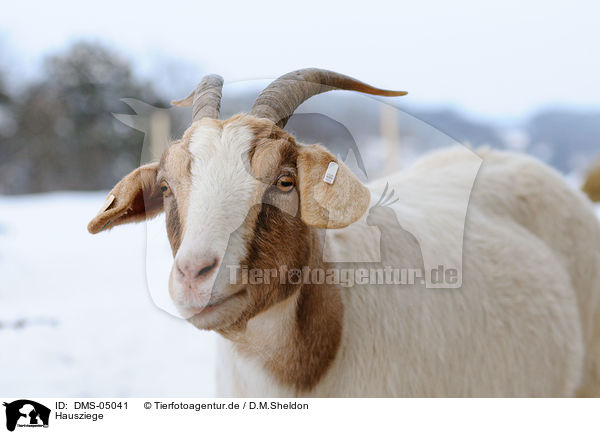 Hausziege / goat / DMS-05041