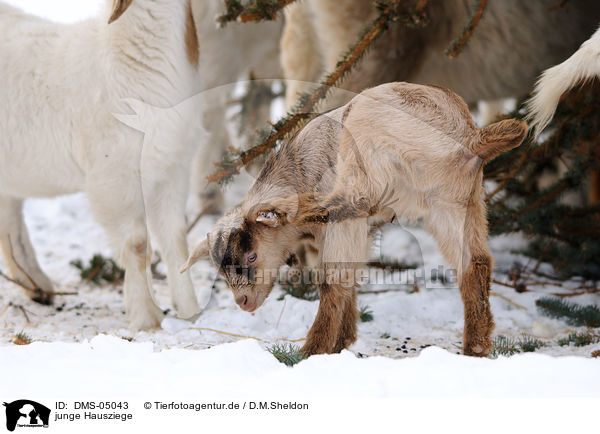 junge Hausziege / young goat / DMS-05043