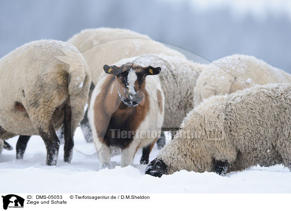 Ziege und Schafe / goat and sheeps / DMS-05053