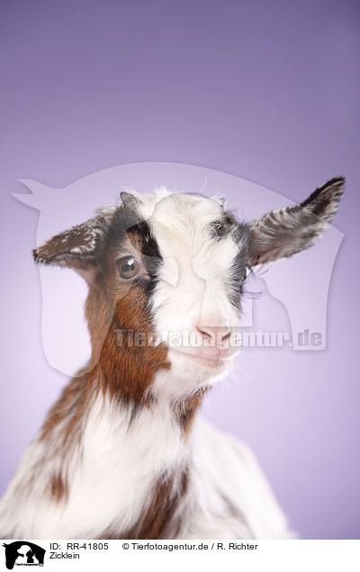Zicklein / kid / RR-41805