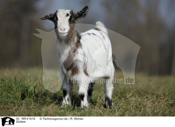 Zicklein / kid / RR-41816