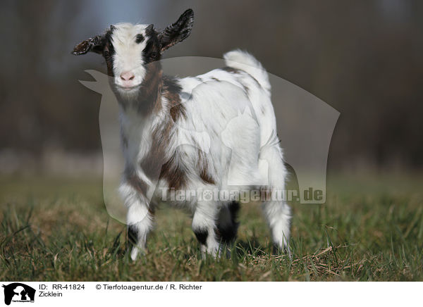 Zicklein / kid / RR-41824