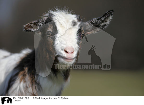 Zicklein / kid / RR-41828