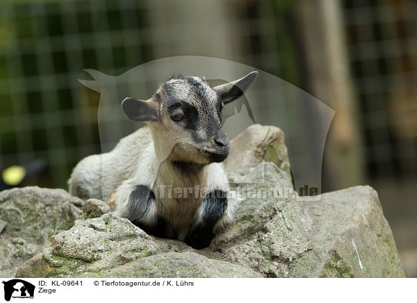 Ziege / goat / KL-09641