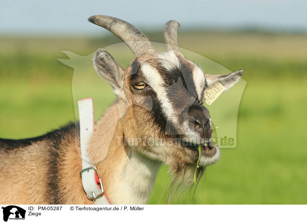 Ziege / goat / PM-05287