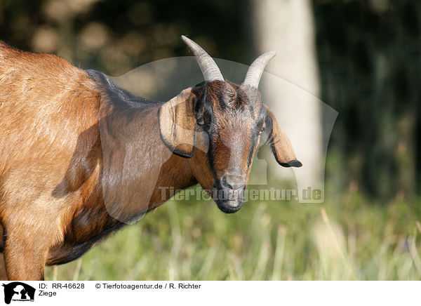 Ziege / goat / RR-46628