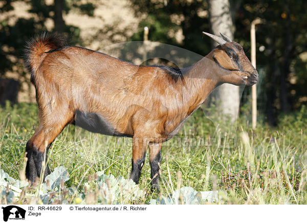 Ziege / goat / RR-46629