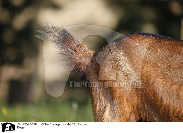 Ziege / goat / RR-46638