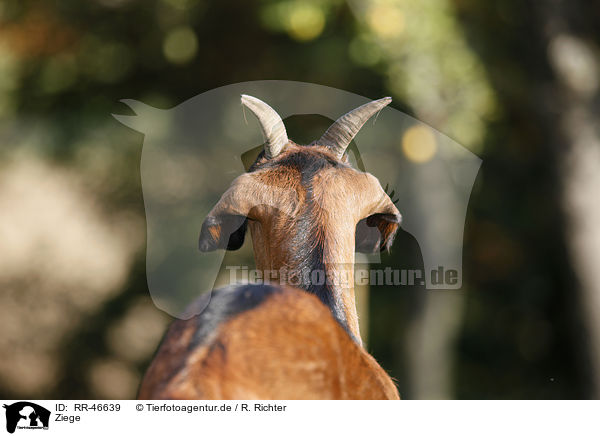 Ziege / goat / RR-46639