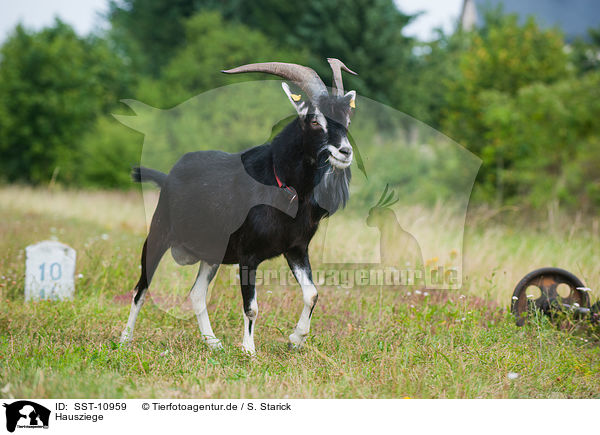 Hausziege / goat / SST-10959