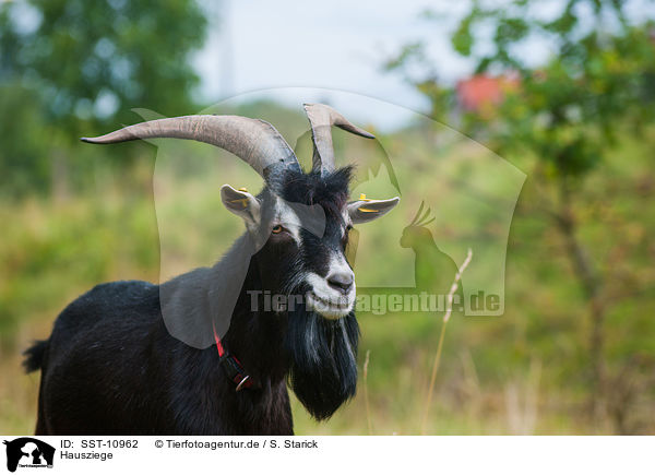 Hausziege / goat / SST-10962