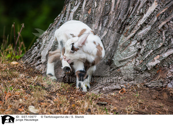 junge Hausziege / young goat / SST-10977
