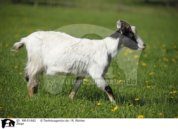 Ziege / goat / RR-51882