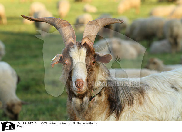 Ziege / goat / SS-34719