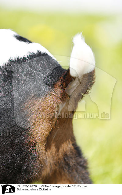 Schwanz eines Zickleins / kid tail / RR-59876