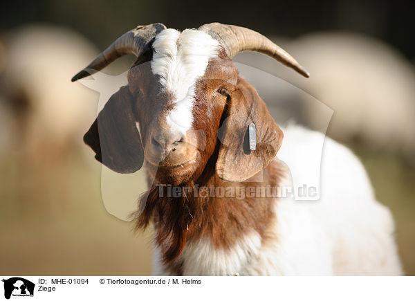 Ziege / goat / MHE-01094