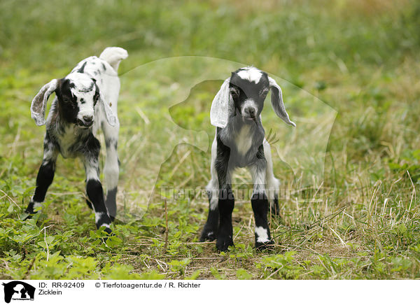 Zicklein / little goats / RR-92409