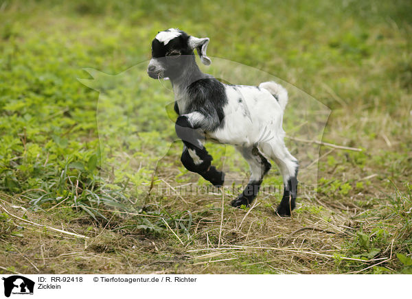 Zicklein / little goat / RR-92418
