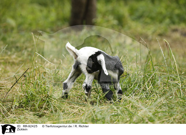 Zicklein / little goat / RR-92425