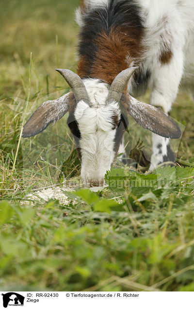Ziege / goat / RR-92430