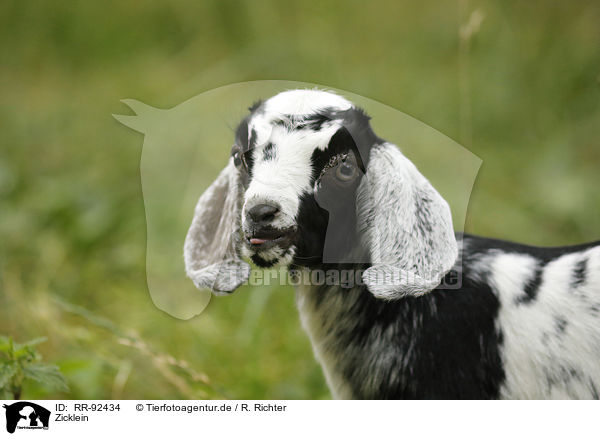 Zicklein / little goat / RR-92434