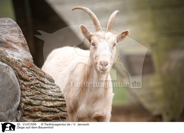 Ziege auf dem Bauernhof / Goat on the farm / VJ-01506