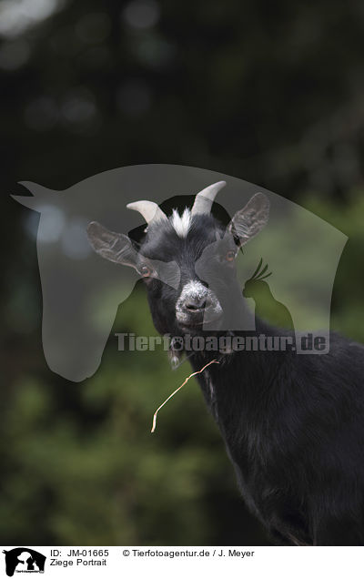 Ziege Portrait / goat portrait / JM-01665