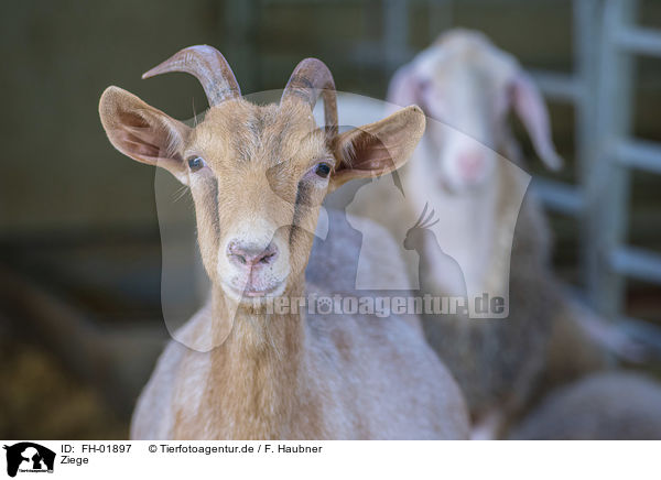 Ziege / goat / FH-01897