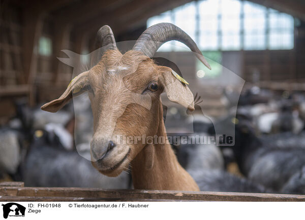Ziege / goat / FH-01948