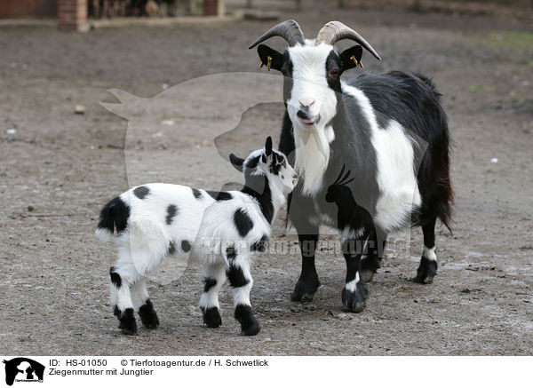 Ziegenmutter mit Jungtier / Mother goat with young kid / HS-01050