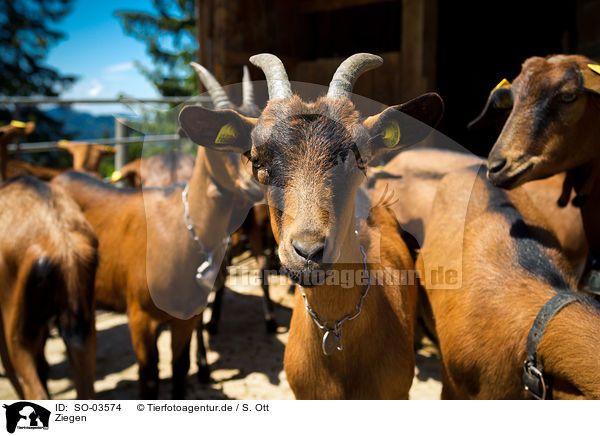 Ziegen / goats / SO-03574
