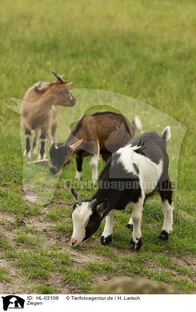 Ziegen / goats / HL-02108