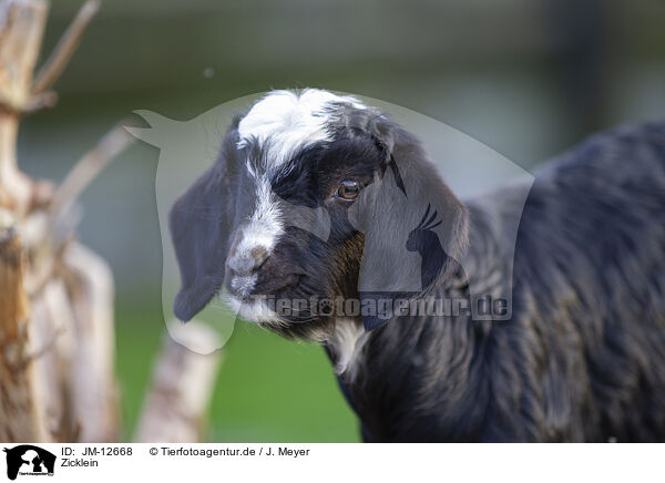 Zicklein / little goat / JM-12668